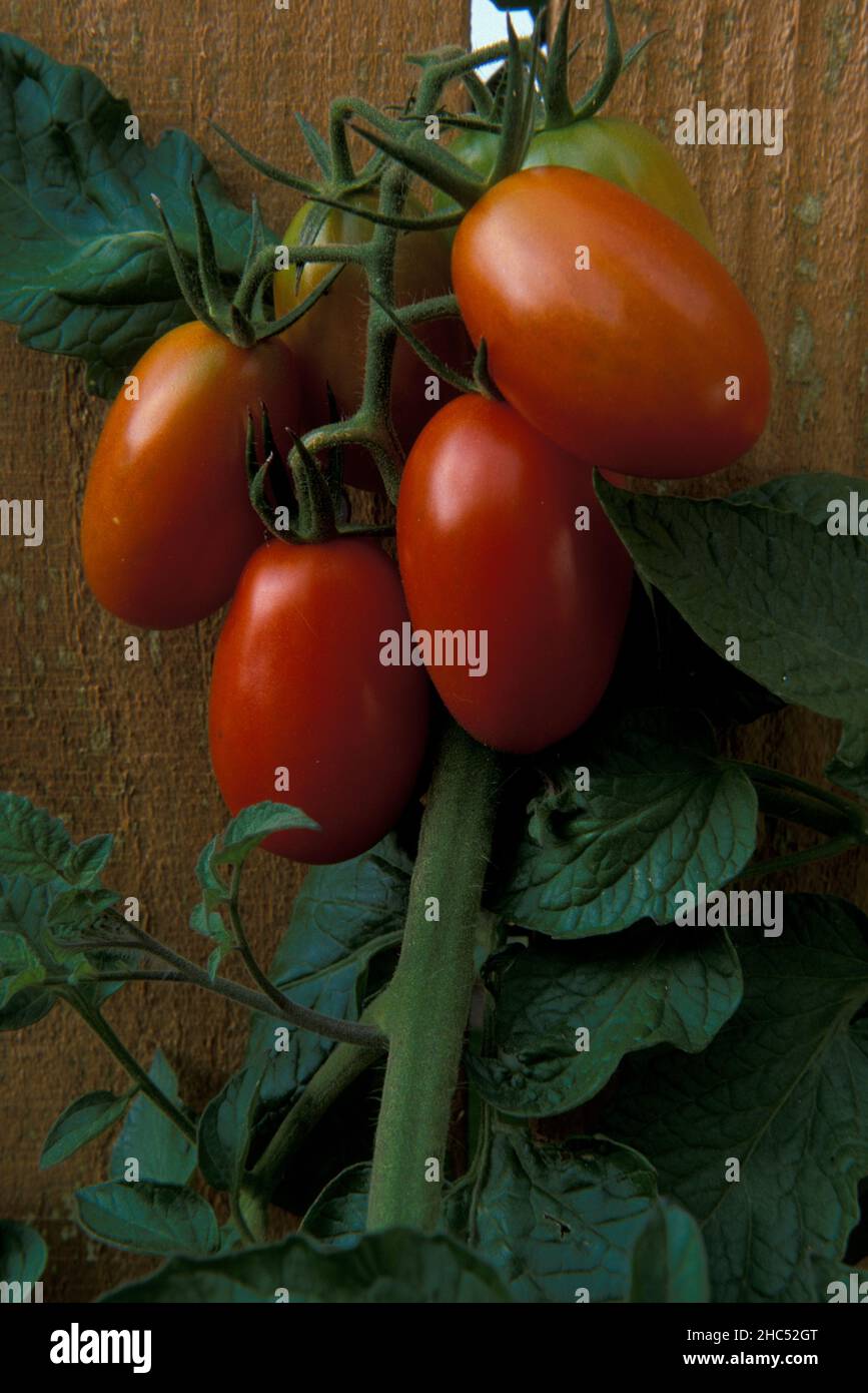 Quattro pomodori d'uva passano attraverso una recinzione di legno per essere offerti al vicino sul lato ohter. Foto Stock