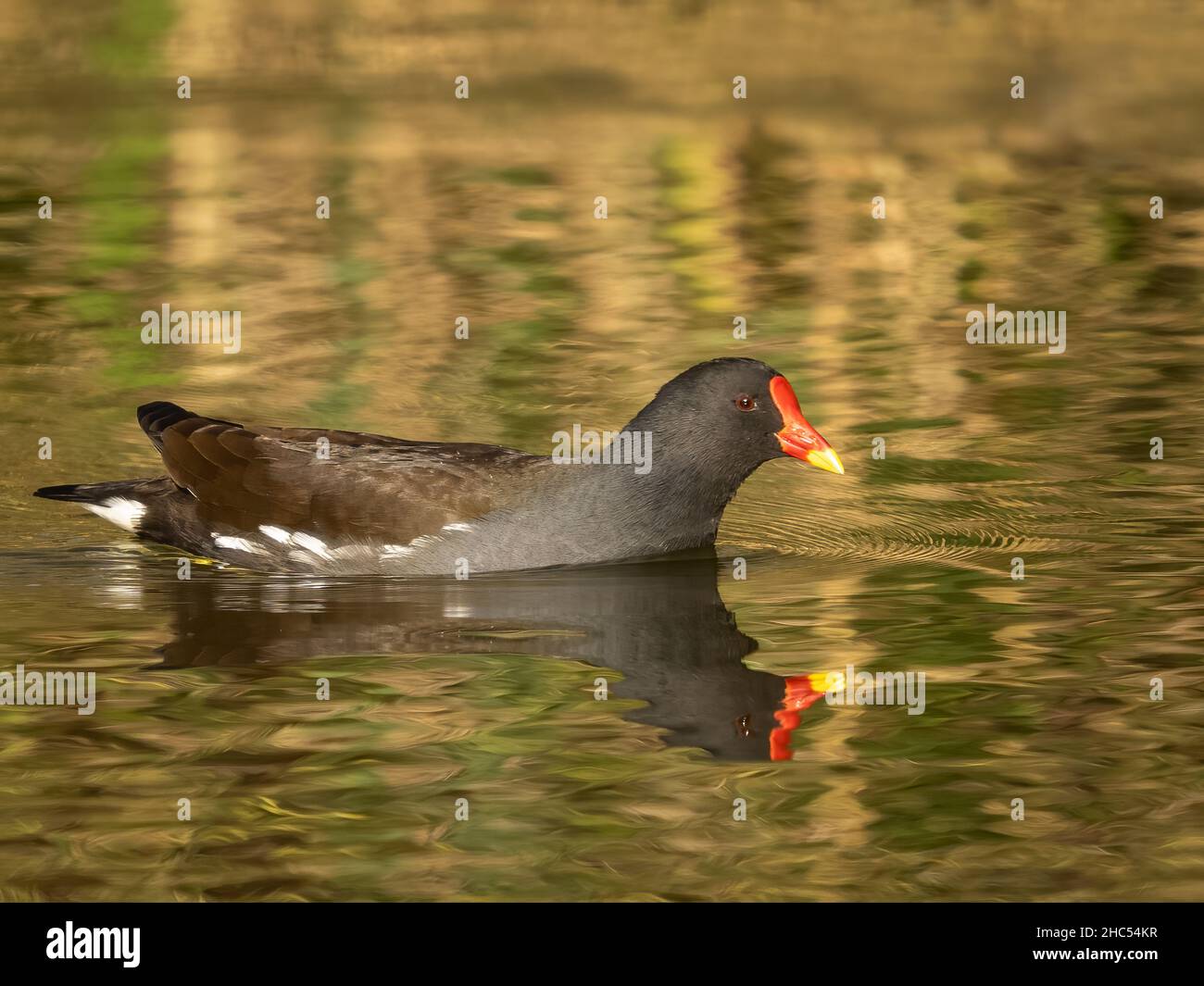 Moorhen (Gallinule cloropus) su un lago congelato Foto Stock