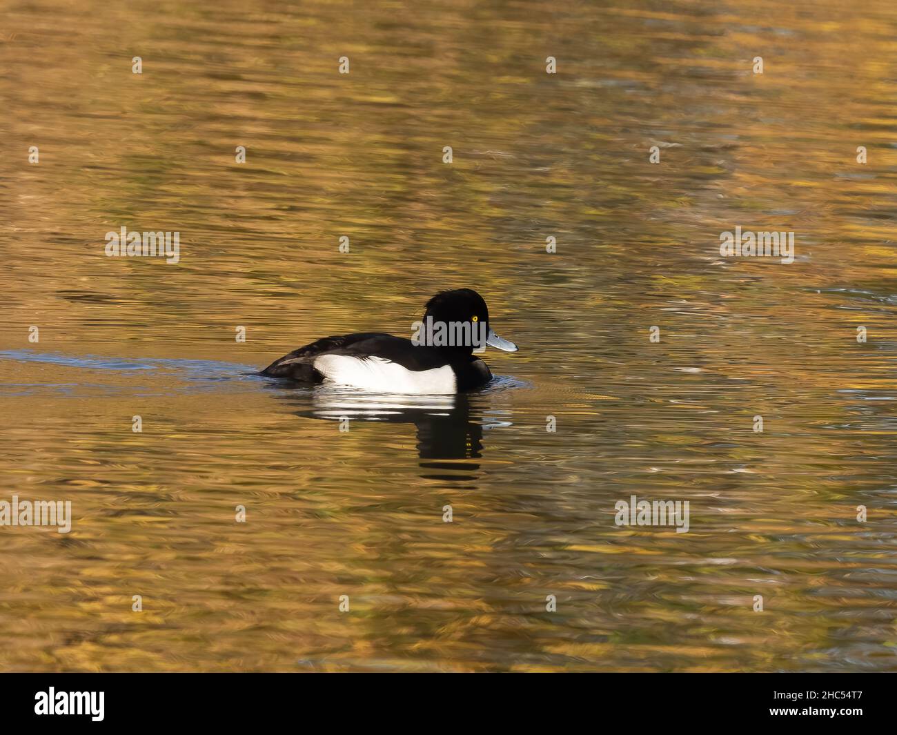 Moretta (Aythya fuligula) Foto Stock