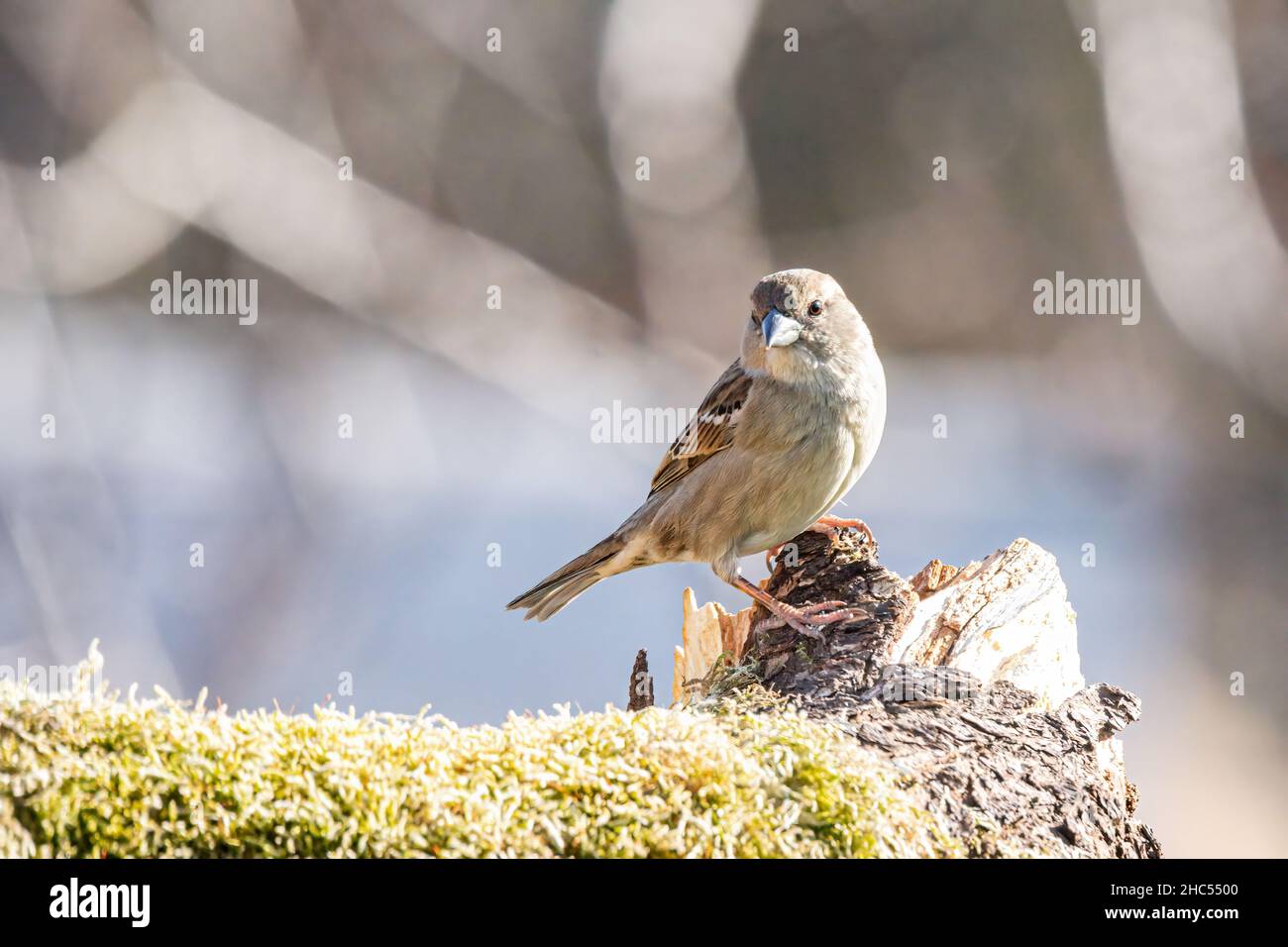 Passero d'albero eurasiatico, Passer montanus, seduto su un vecchio tronco di albero marcio coperto di muschio Foto Stock