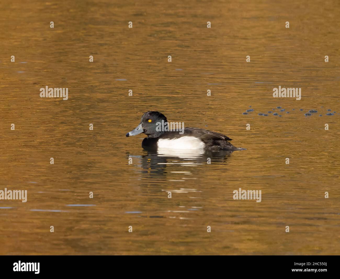 Moretta (Aythya fuligula) Foto Stock