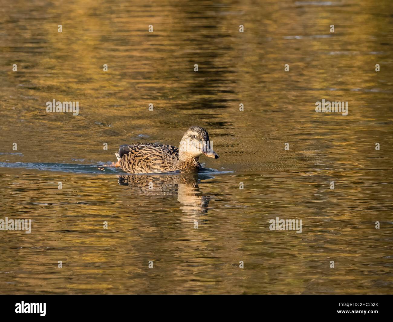 Canapiglia (Anas strepera) Foto Stock