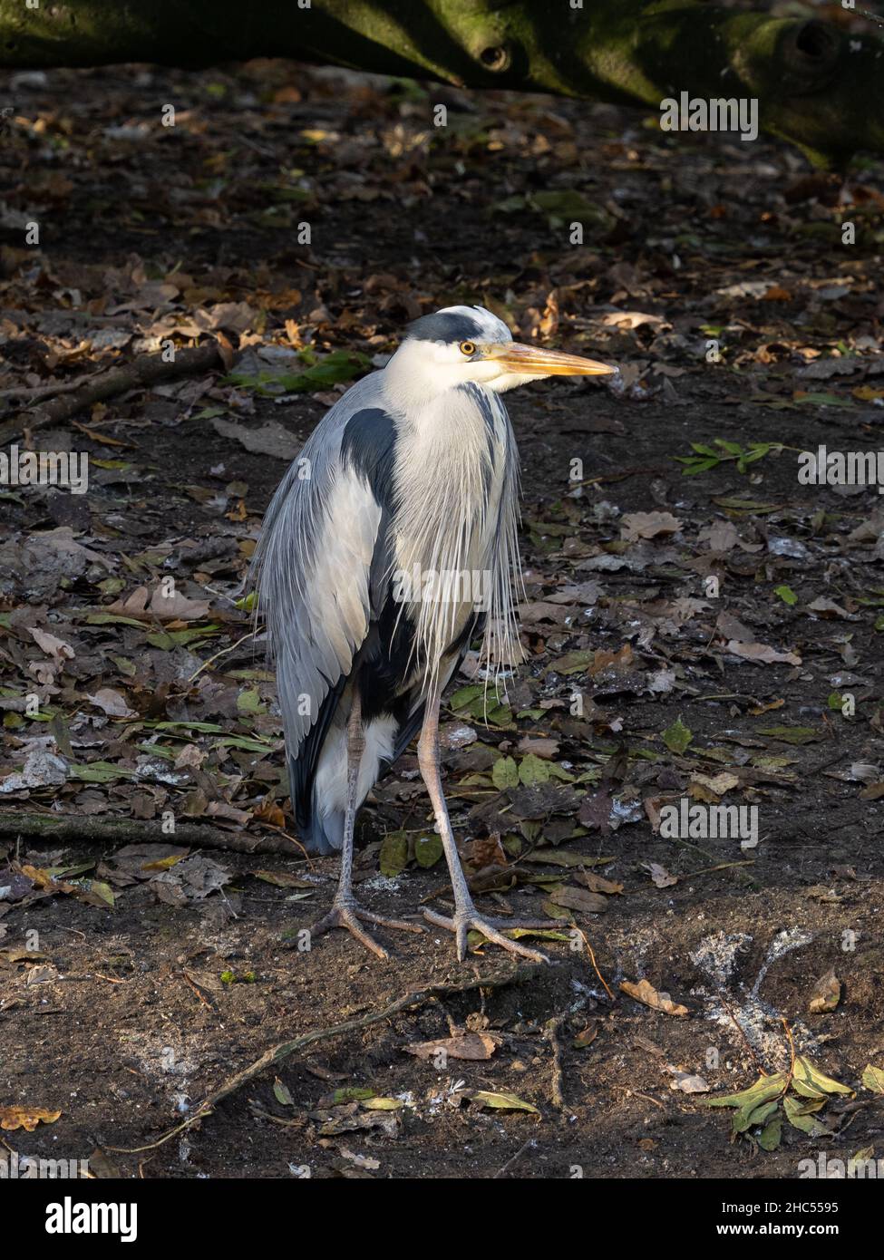 Airone cinerino (Ardea cinerea) Foto Stock