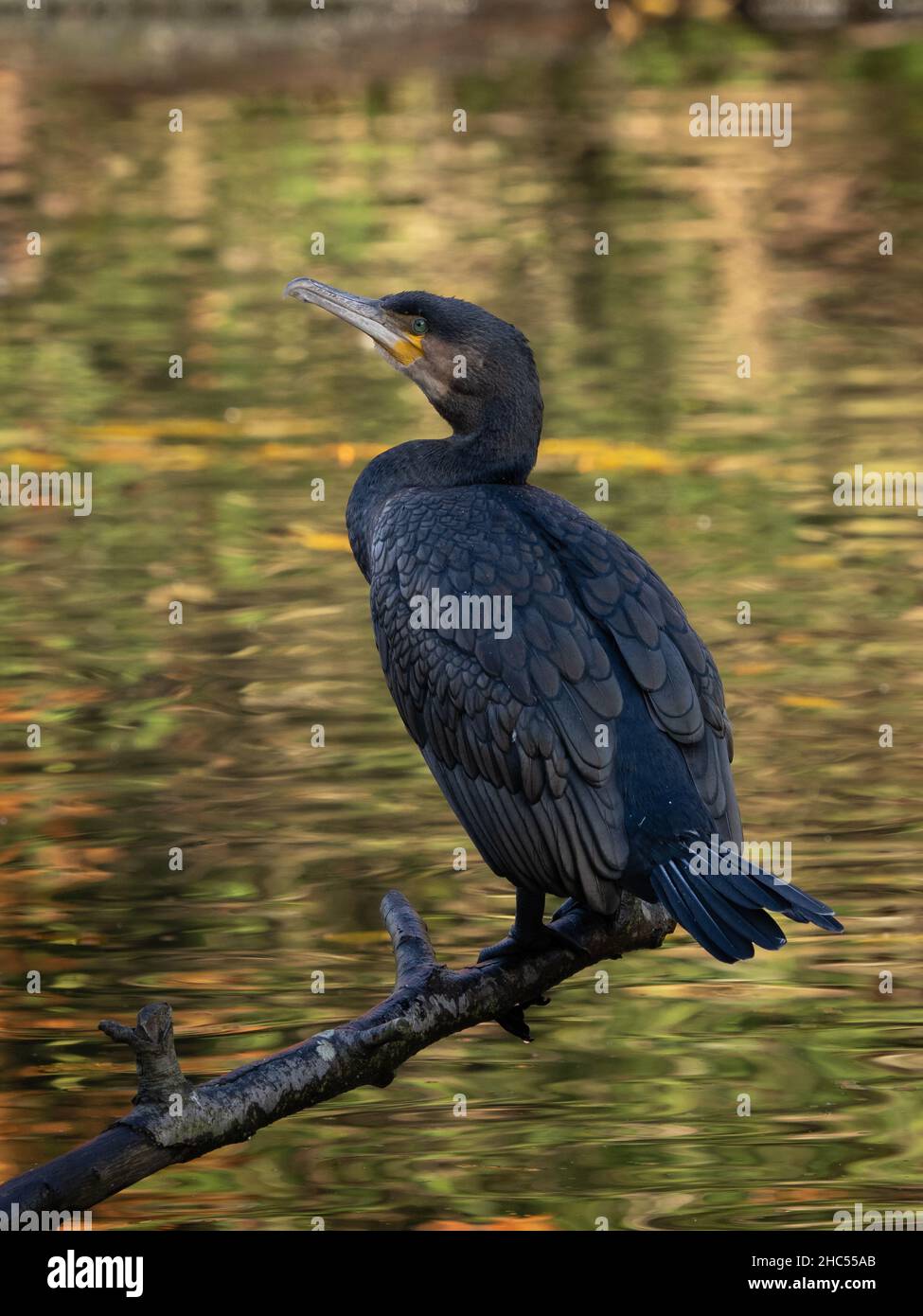 Cormorano (Phalacrocoracidae) Foto Stock