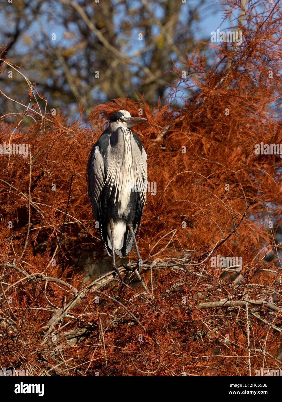 Airone cinerino (Ardea cinerea) Foto Stock