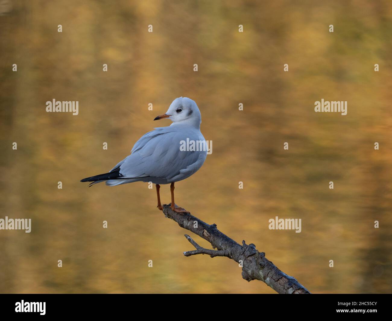 Gabbiano con testa nera (Chromicoephalus ridibundus) Foto Stock