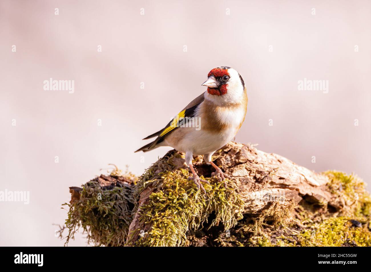 European Goldfinch, Carduelis carduelis, piccolo uccello da giardino, seduto su un vecchio ramo marcio e in cerca di cibo Foto Stock