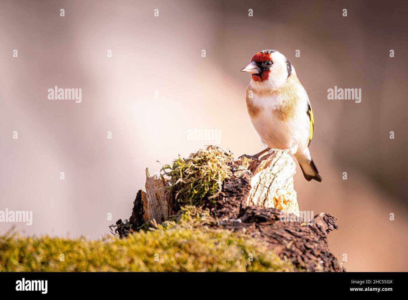 European Goldfinch, Carduelis carduelis, un piccolo uccello da giardino, seduto su un vecchio ramo marcio coperto di muschio Foto Stock