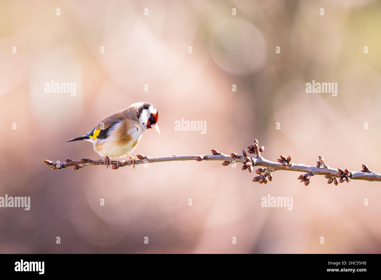 European Goldfinch, Carduelis carduelis, un piccolo uccello da giardino colorato, seduto su un ramoscello sottile Foto Stock
