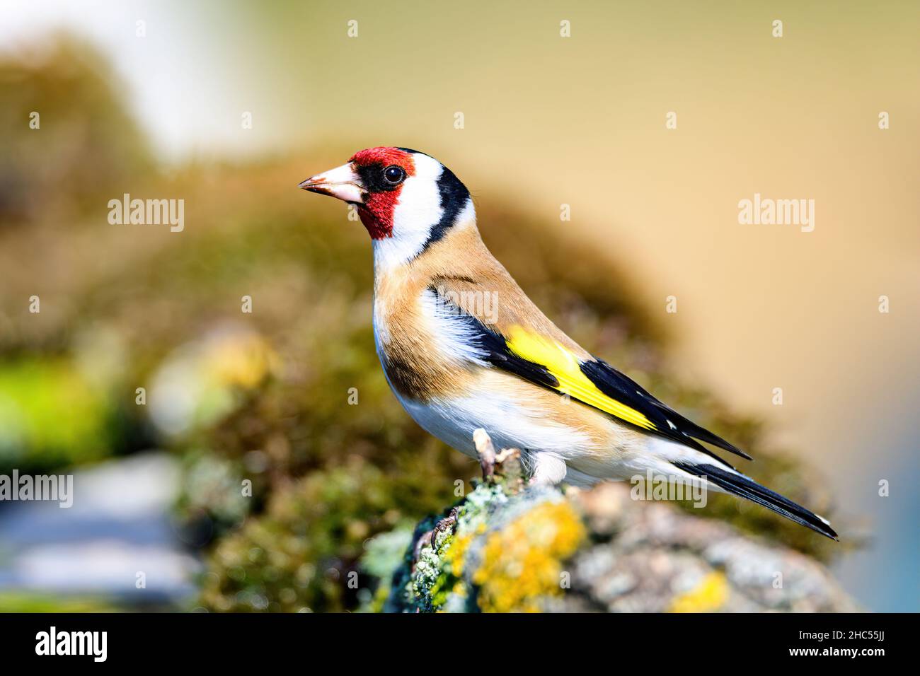 Ritratto di un goldfinch europeo che si stagna al bordo dello stagno con acqua increspata Foto Stock