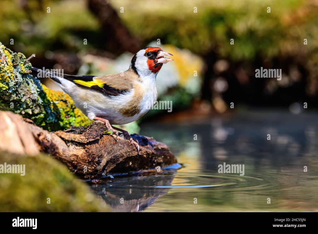 Ritratto di un goldfinch europeo che si stagna al bordo dello stagno con acqua increspata Foto Stock