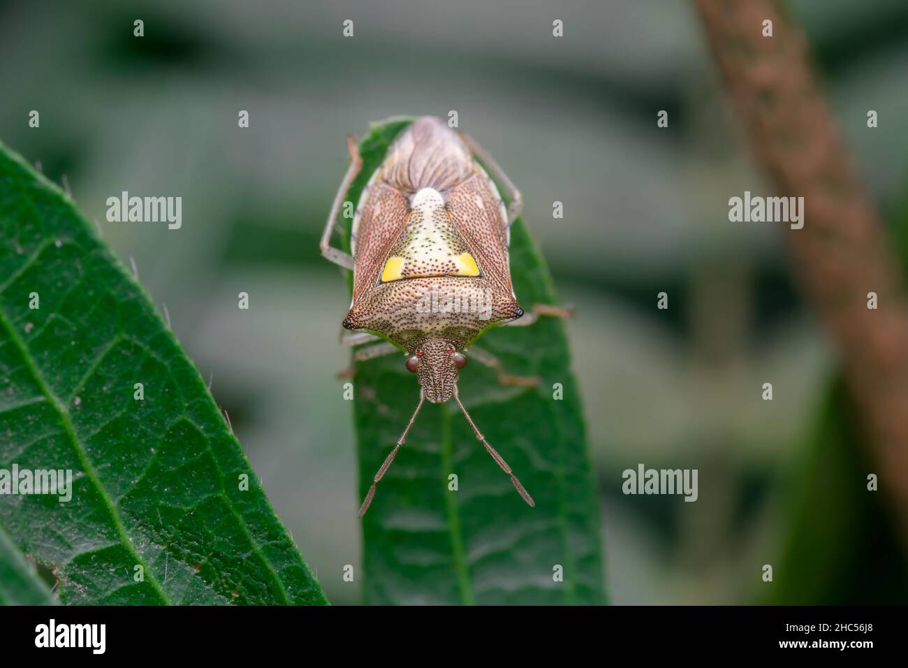 Insetto di puzzolatura sulla foglia di pianta. Dettagli dei motivi sul retro. Messa a fuoco selettiva utilizzata. Foto Stock