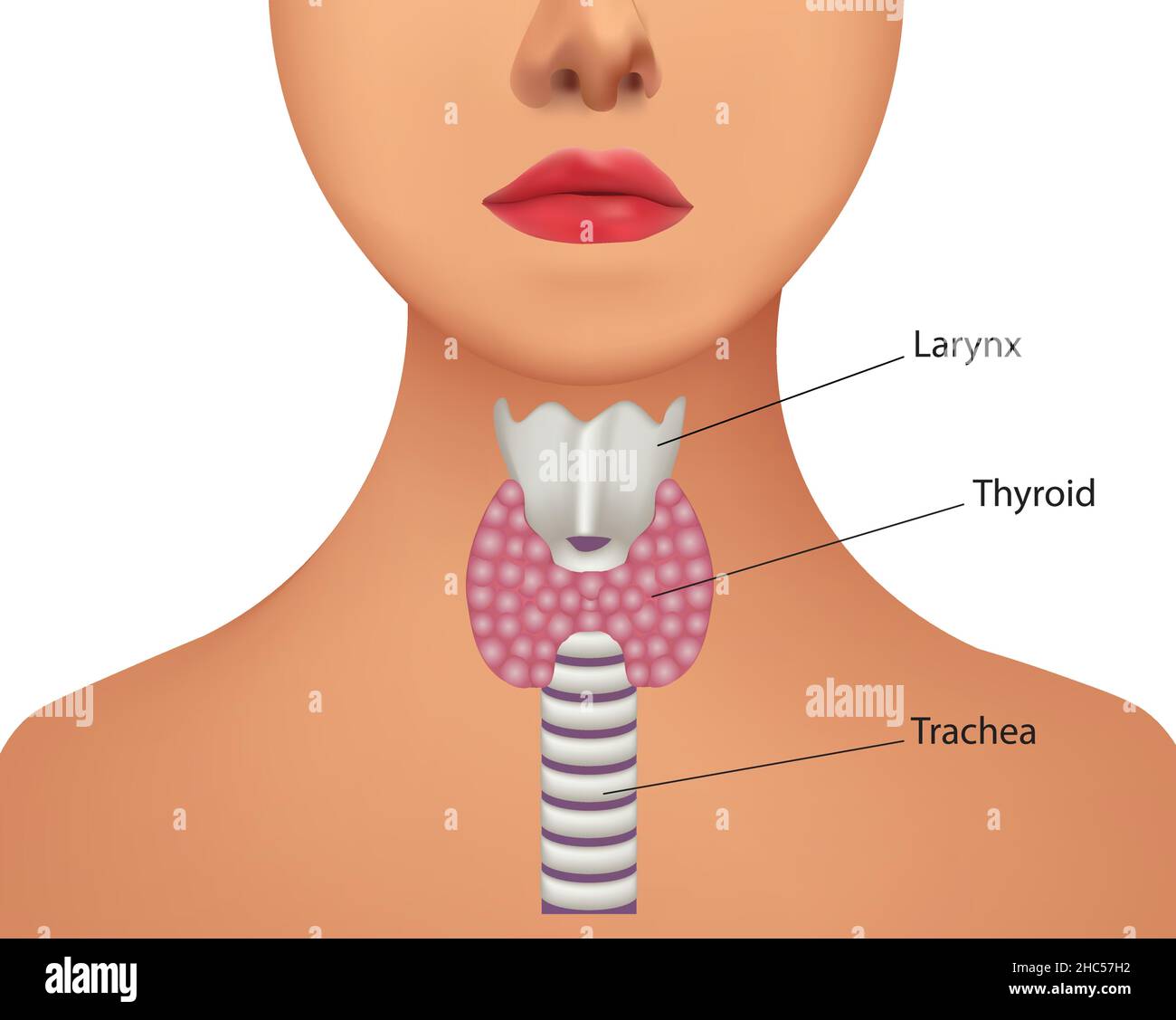 Ghiandola tiroidea interna. Illustrazione vettoriale Illustrazione Vettoriale