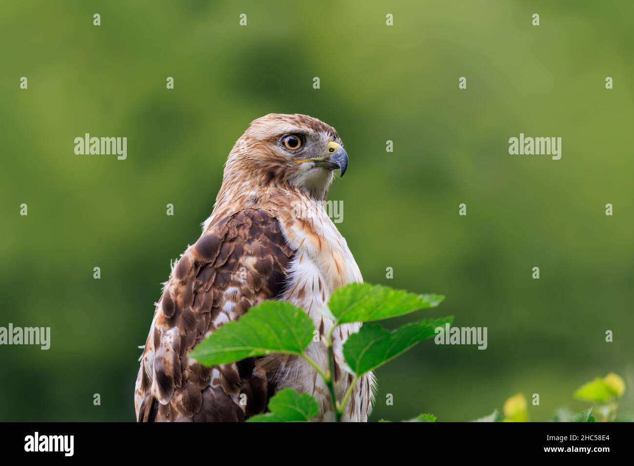 Fuoco selettivo di un falco marrone su un albero Foto Stock
