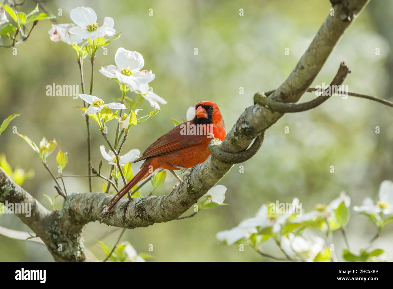 Uccello cardinale rosso brillante arroccato in alto su un profilo di albero di dogwood fiorito in una giornata di sole in primavera Foto Stock