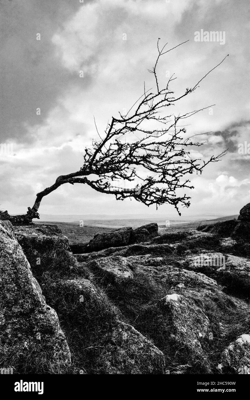 Regno Unito, Inghilterra, Devonshire, Dartmoor. Sharp Tor, un robusto albero Hawthorne piegato dal vento. Foto Stock