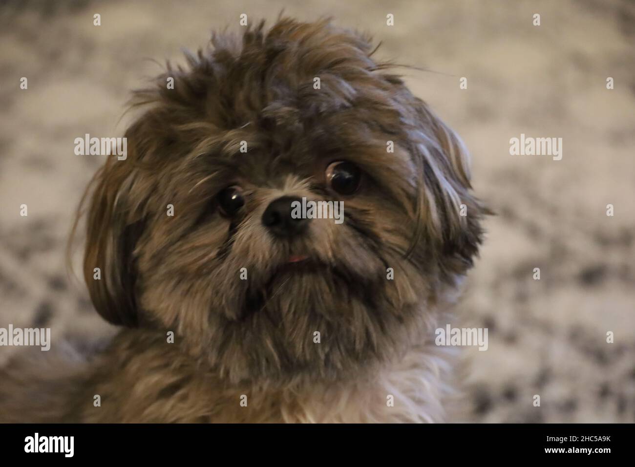 Ritratto di un simpatico Shih Tzu Foto Stock