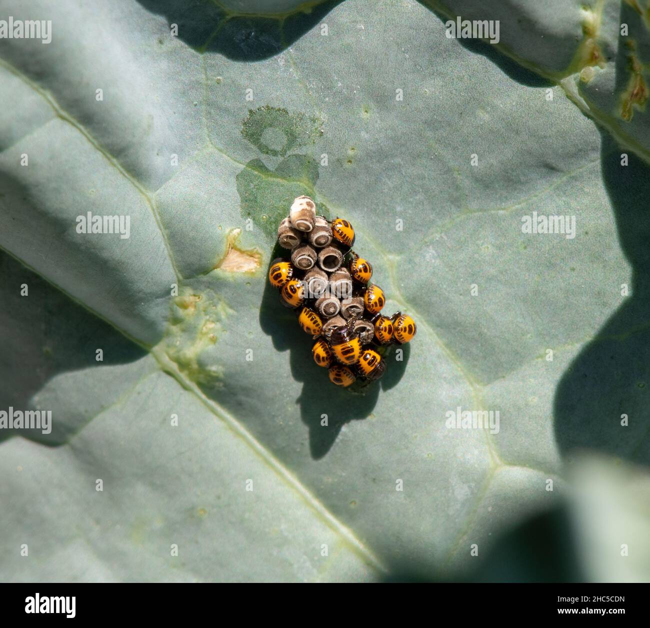 Il domulus di Eurydema (insetto dello scudo) ninfe si schiudono dalle loro uova Foto Stock