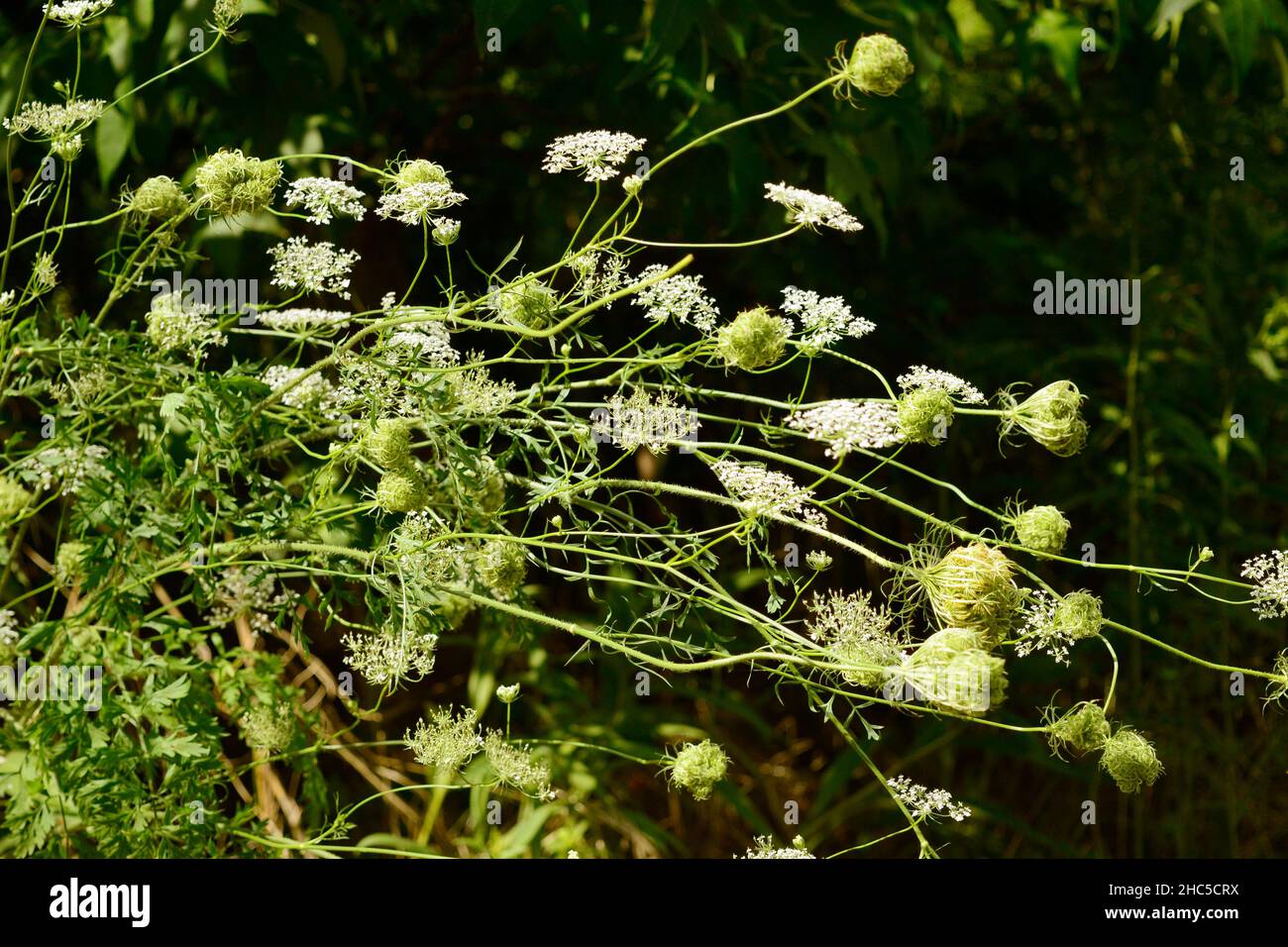 Primo piano di fiori bianchi che sbocciano su sfondo scuro Foto Stock