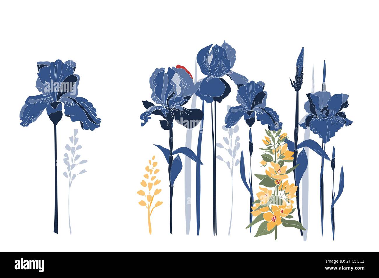 Vettore iride fiori e giallo Loosestrife fiore. Illustrazione Vettoriale