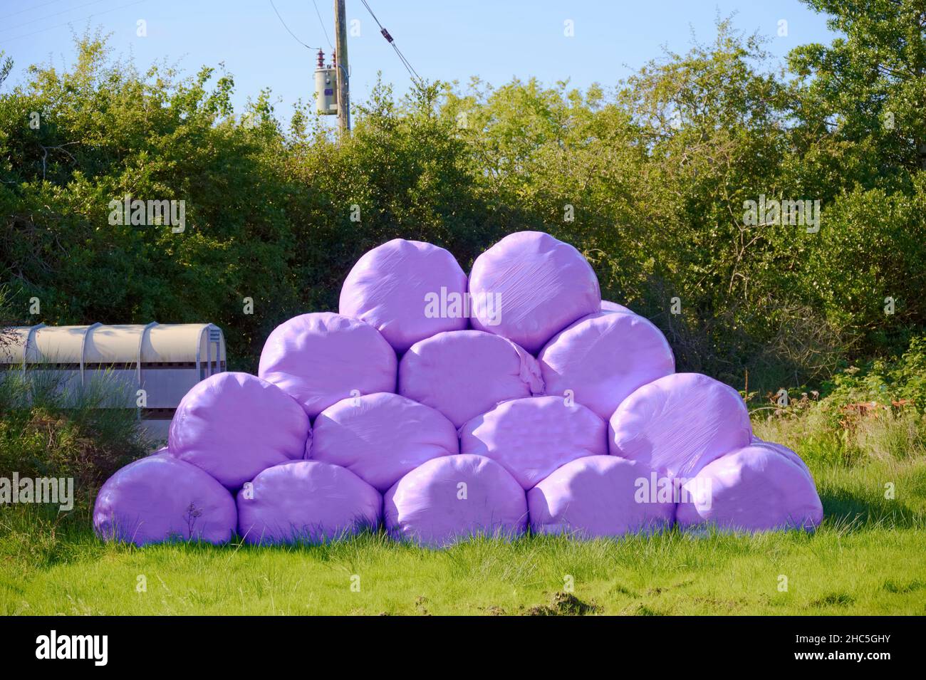 Balle di raccolto di fieno rotolate in sacchi viola da agricoltore in azienda per la raccolta Foto Stock