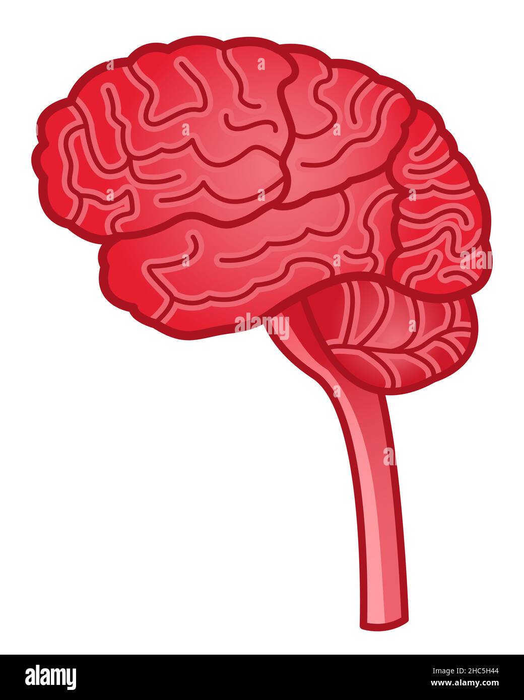Illustrazione della vista laterale del cervello umano Illustrazione Vettoriale