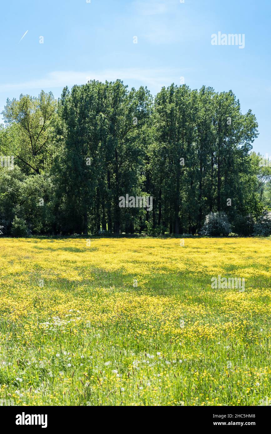 prato verde con farfalle gialle e alberi in fiore Foto Stock