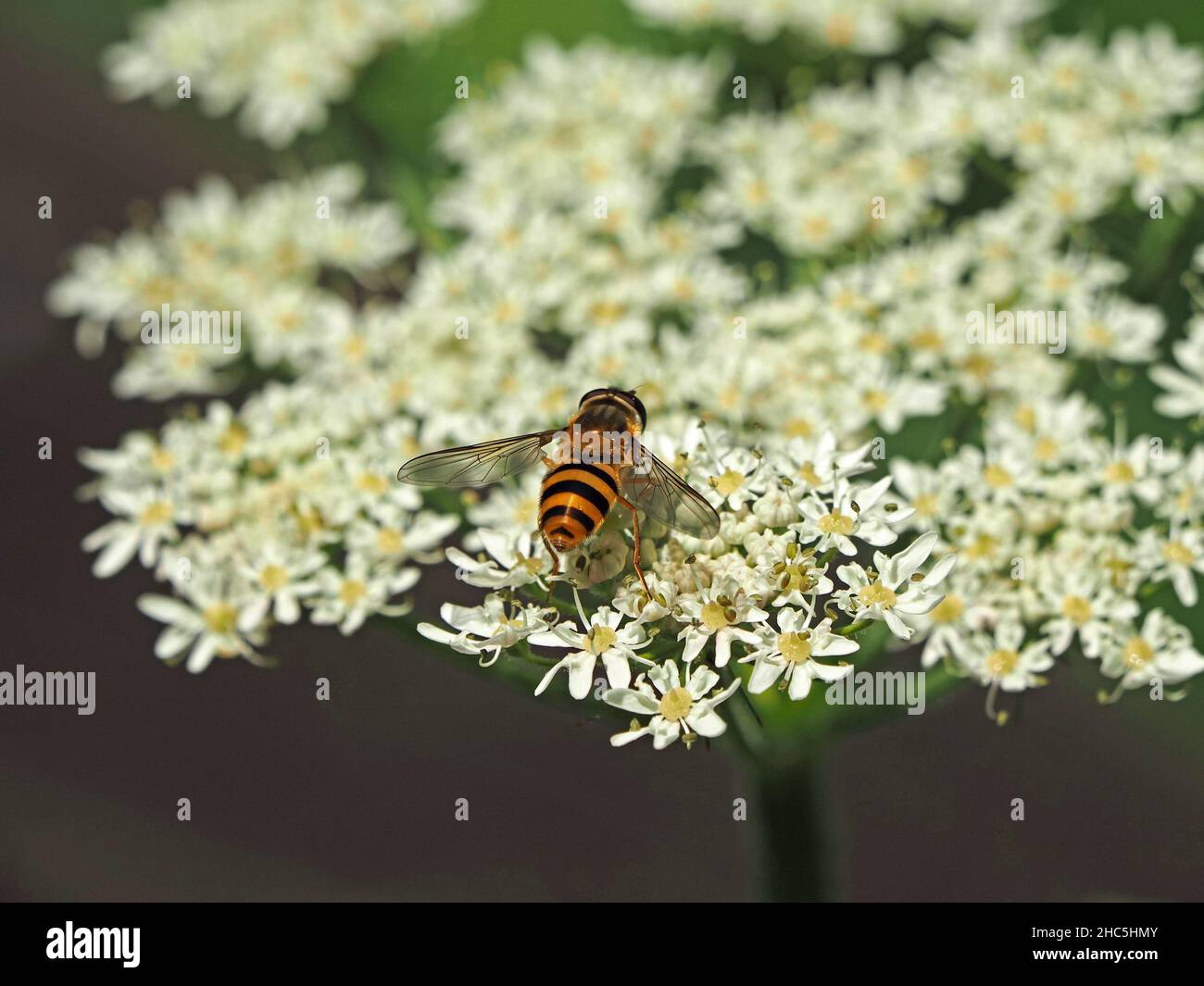 Giallo/nero Banded o marmalade hoverfly (Syrphus ribesii) su fiore bianco ombellifer di Cow prezzemolo (Anthriscus sylvestris) Yorkshire, Inghilterra, Regno Unito Foto Stock