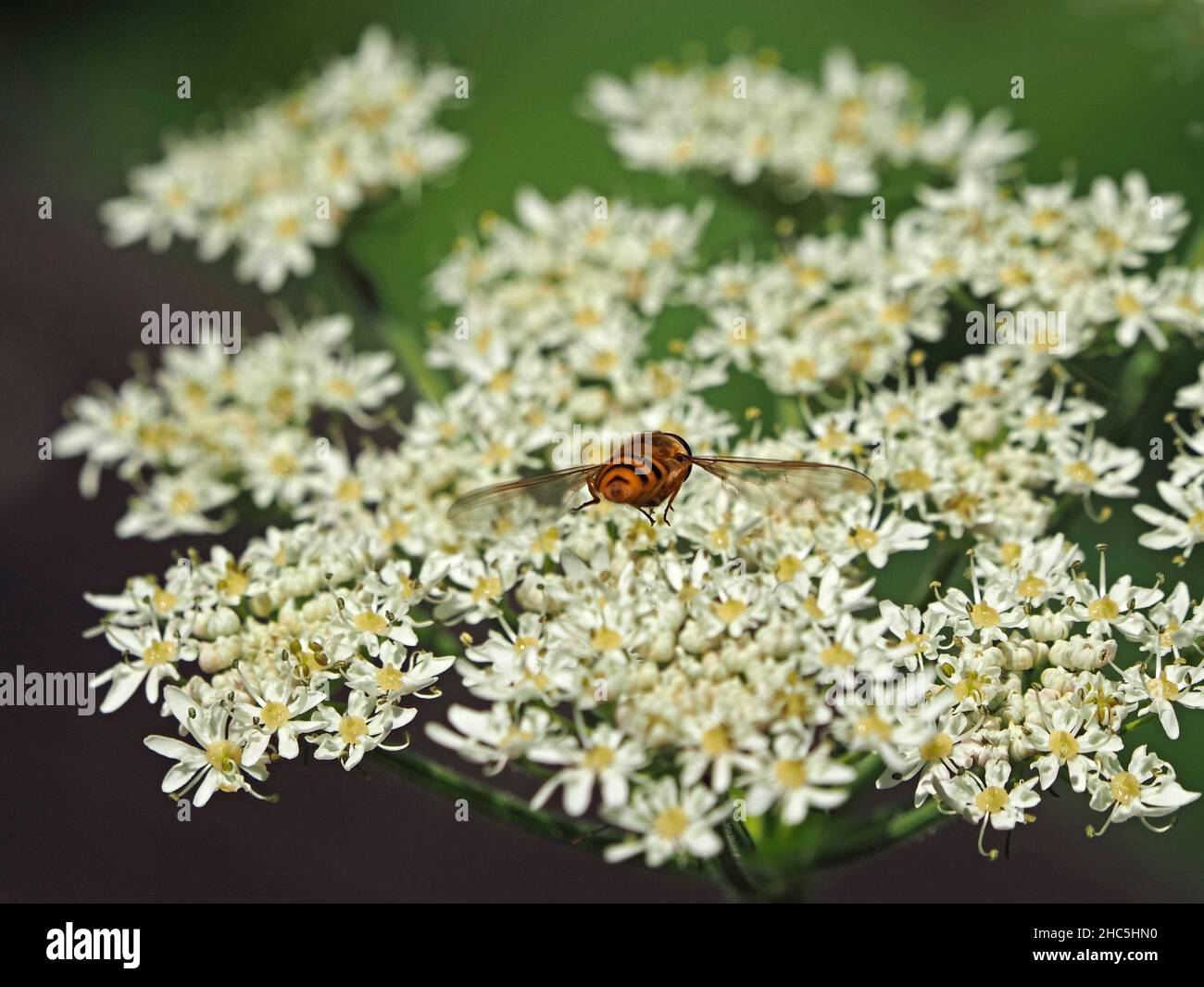 Giallo/nero Banded o marmalade hoverfly (Syrphus ribesii) volare da umbellifer fiore di Cow prezzemolo (Anthriscus sylvestris) Yorkshire, Inghilterra, Regno Unito Foto Stock