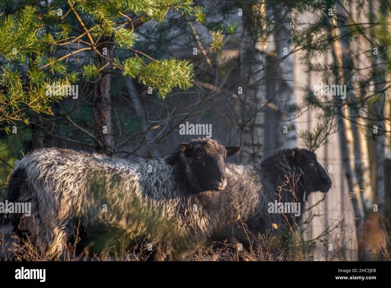 Pecora con muso nero in una mattinata autunnale soleggiata in una fattoria ecologica all'aperto Foto Stock