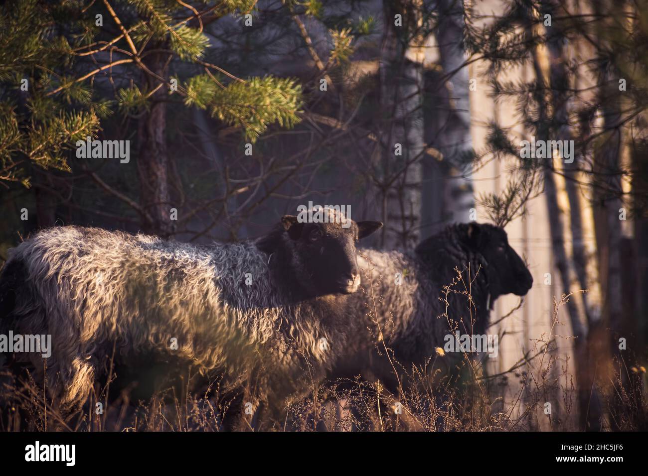 Pecora con muso nero in una mattinata autunnale soleggiata in una fattoria ecologica all'aperto Foto Stock