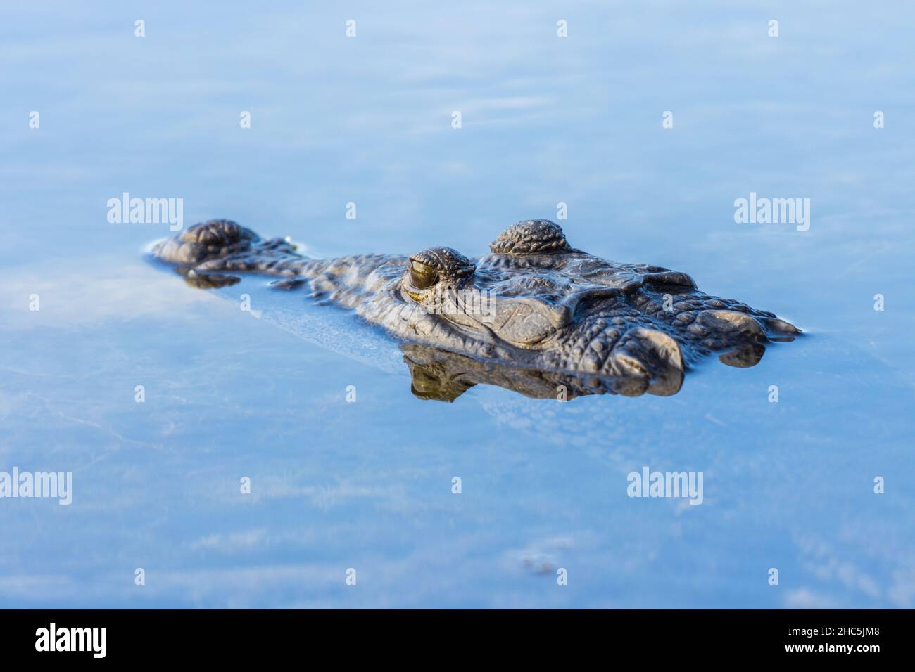 Primo piano di un coccodrillo che nuota nel lago tranquillo Foto Stock