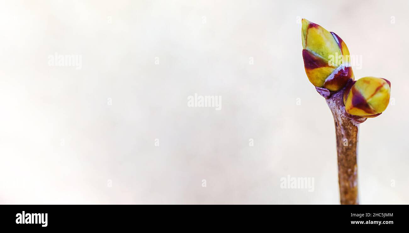 Banner con un ramoscello. Un ramo con germogli. Gonfiore delle gemme sugli alberi in primavera. Foto Stock
