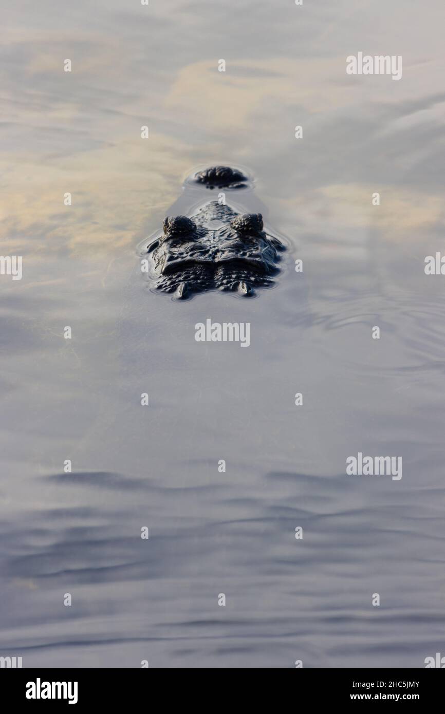 Closeup verticale di un coccodrillo che nuota nel lago tranquillo Foto Stock