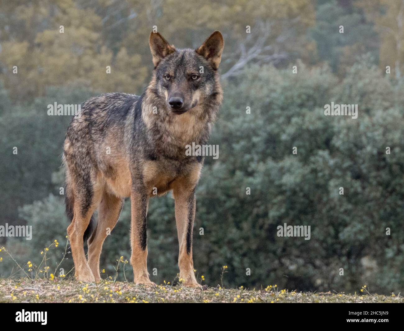 Primo piano di Canis lupus signatus nella foresta Foto Stock