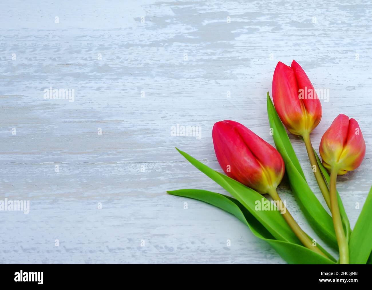 Tre tulipani scarlatto. Tulipani su sfondo di legno. Primo piano tulipani rossi. Foto Stock