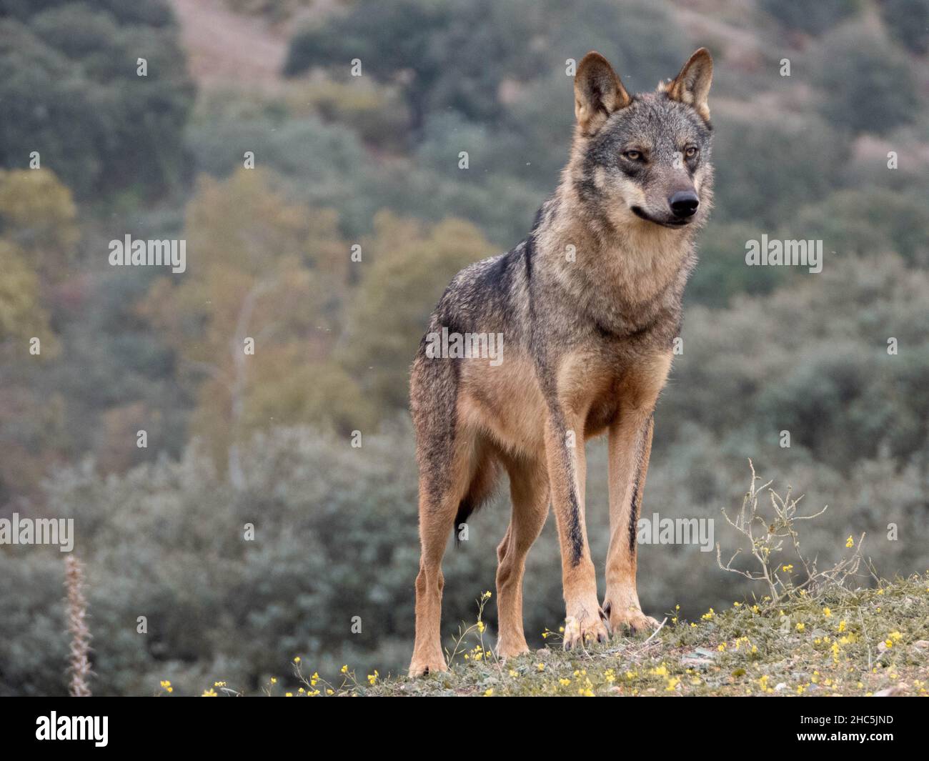 Primo piano di Canis lupus signatus nella foresta Foto Stock