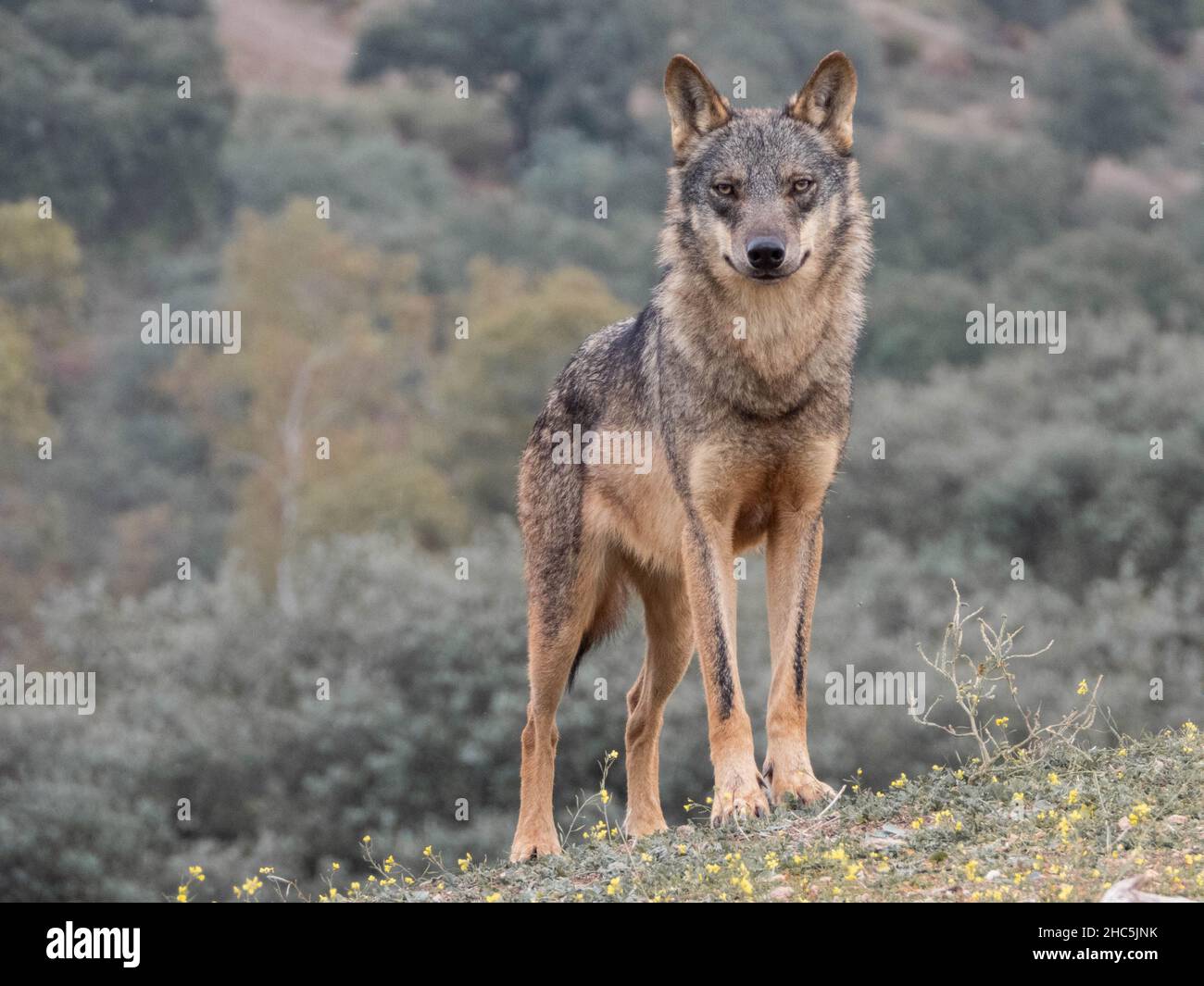 Primo piano di Canis lupus signatus nella foresta Foto Stock