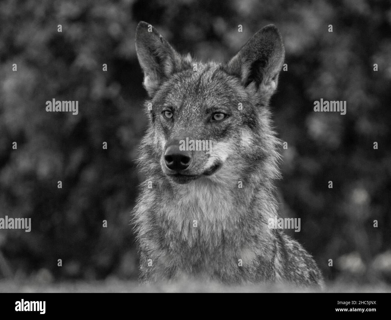 Primo piano di Canis lupus signatus in bianco e nero nella foresta Foto Stock