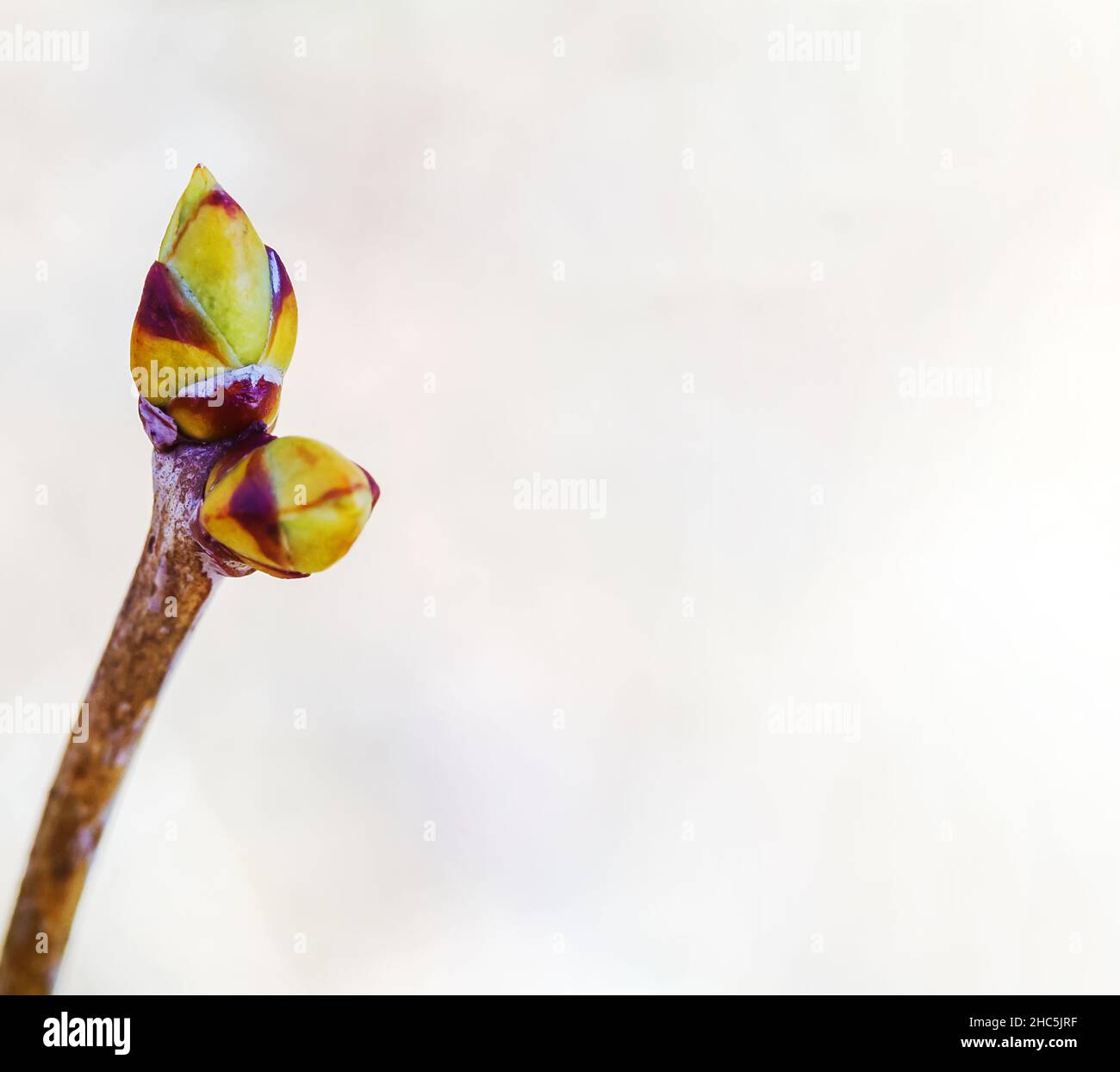 Banner con un ramoscello. Un ramo con germogli. Gonfiore delle gemme sugli alberi in primavera. Foto Stock