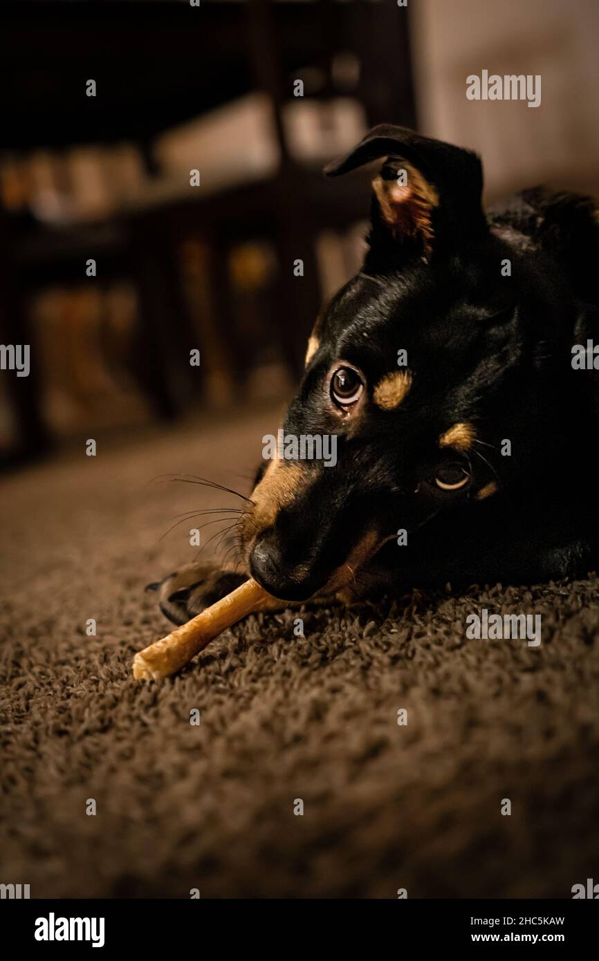 Scatto verticale di un cane carino e nero con sfondo sfocato Foto Stock