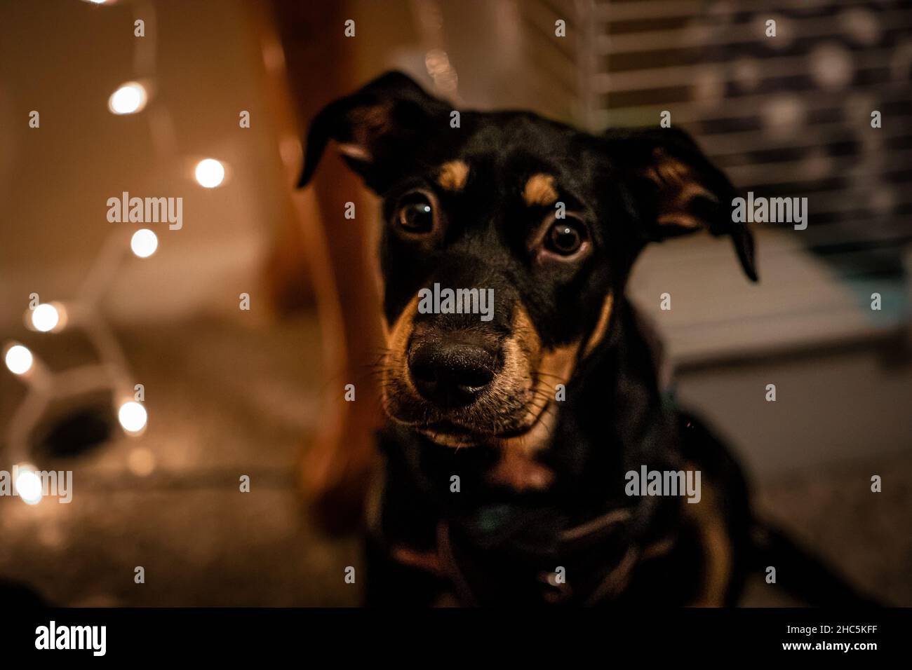 Ritratto di un carino, cane nero in una casa con uno sfondo sfocato Foto Stock
