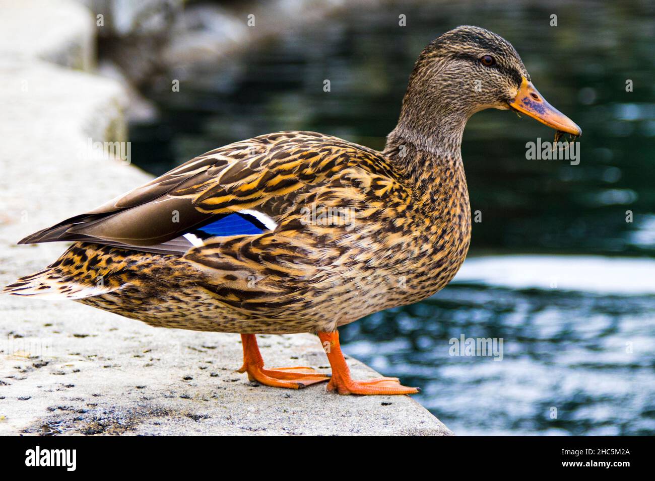Vista della carina anatra vicino al laghetto Foto Stock