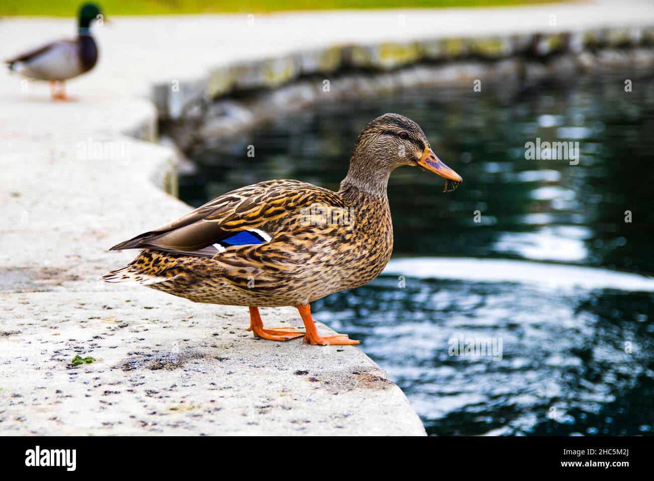 Vista della carina anatra vicino al laghetto Foto Stock