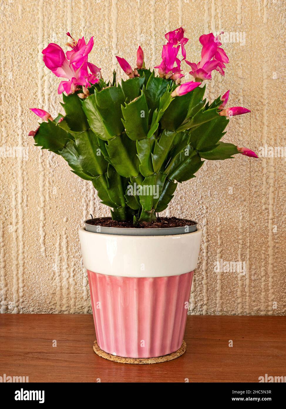 Piccola pianta di cactus di Natale con fiori rosa e germogli Foto Stock