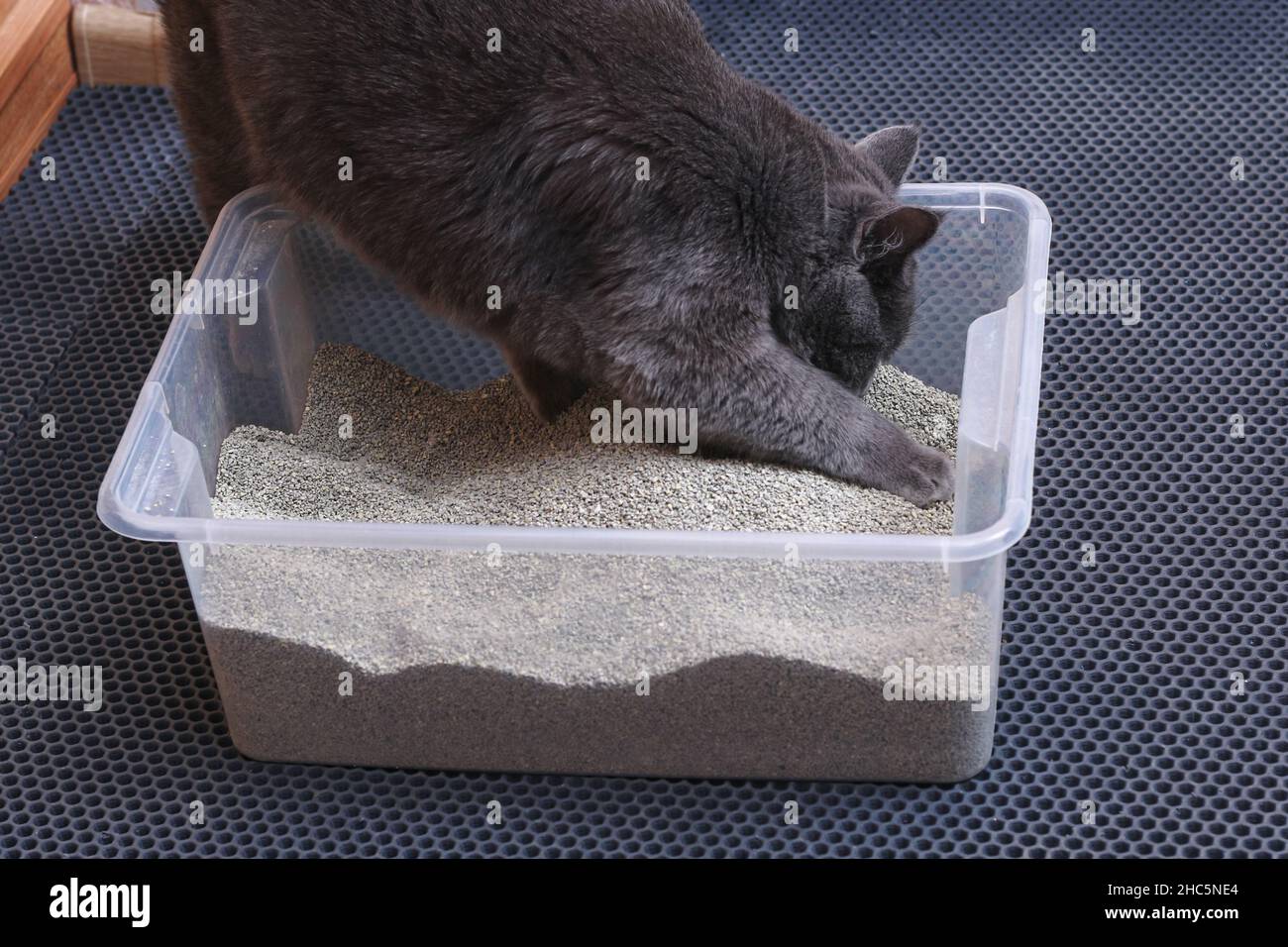 Gattino grigio siede in un vassoio WC con un cucciolo di gatto. Foto Stock