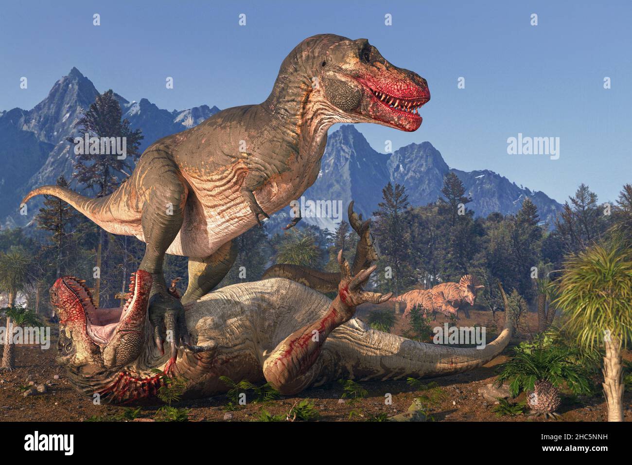 Illustrazione di due tirannosaurus rex dinosauri in lotta. Questo dinosauro con teropodi bipedali era uno dei più grandi predatori mai esistiti, misurava oltre 12 metri di lunghezza dalla testa alla coda e pesava fino a 8 tonnellate. Si pensa di avere combinato la caccia e il lavaggio per nutrirsi. I suoi fossili si trovano in Nord America e risalgono a circa 67 milioni di anni fa, durante il periodo Cretaceo. Spesso noto come T-Rex. Due triceratop guardano da lontano. Foto Stock