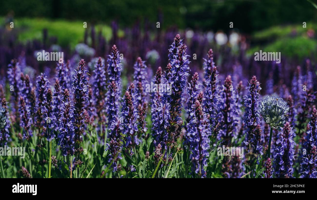 Bellissimo scatto di un campo pieno di fiori viola durante il giorno Foto Stock