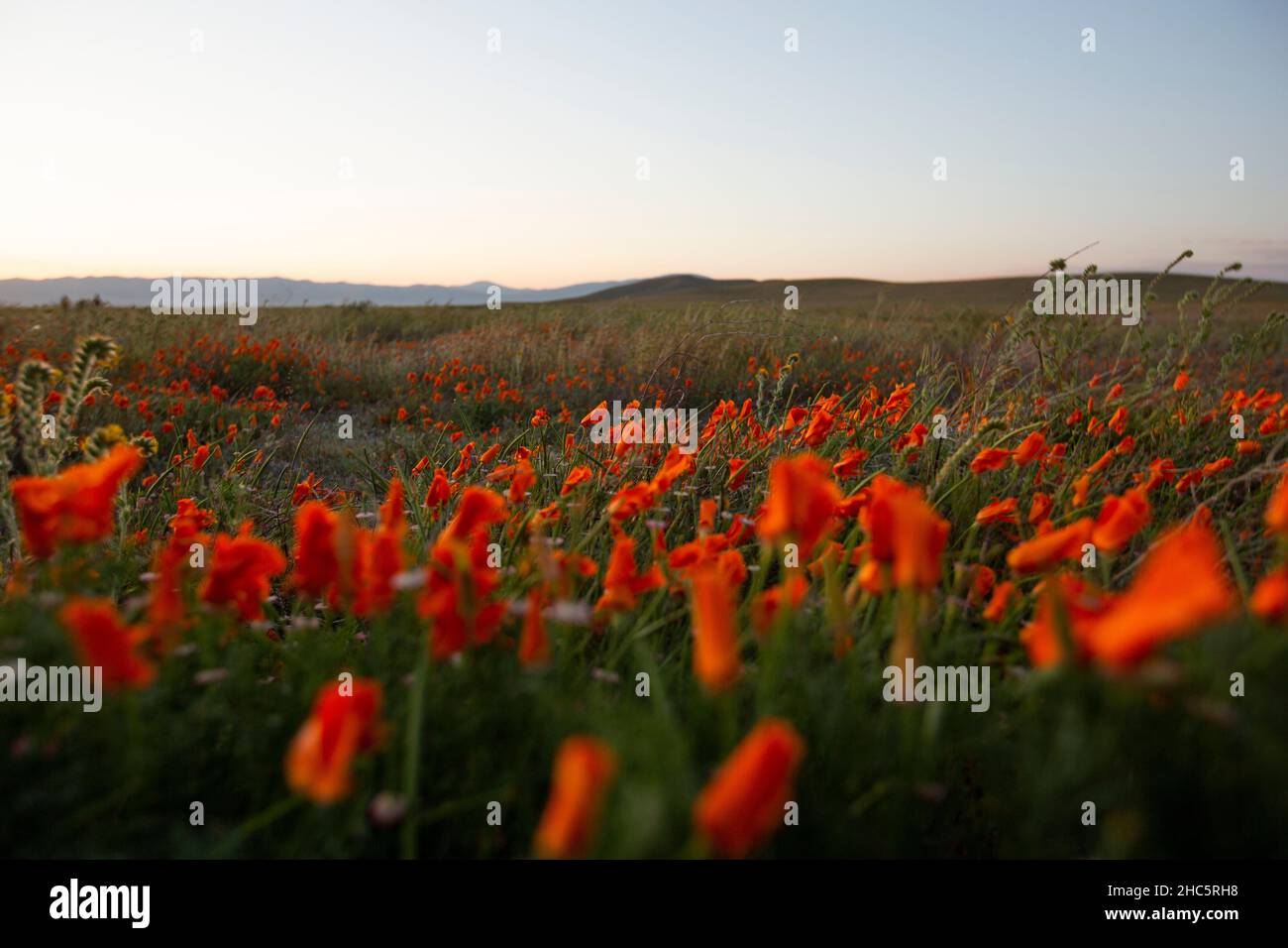 Vista al tramonto di un campo di papavero superfiore a Lancaster, California, Stati Uniti. Foto Stock