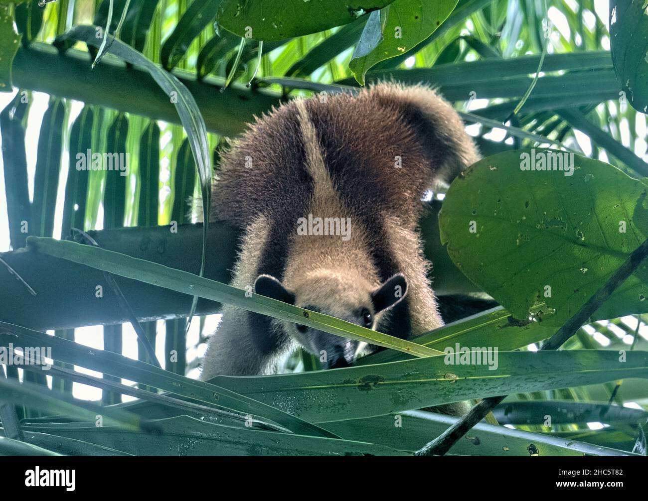 Collared anteater (Tamandua tetradactyla), Parco Nazionale di Cahuita, Costa Rica Foto Stock